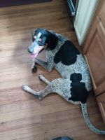 Bluetick Coonhound Puppies for sale in Southfield, MI 48076, USA. price: NA