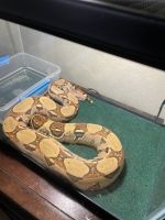 Boa Reptiles for sale in Newport News, VA, USA. price: $200