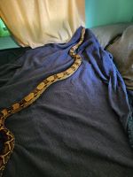 Boa Reptiles for sale in Willoughby, OH 44095, USA. price: $300