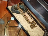 Boa Reptiles for sale in Pinellas Park, Florida. price: $175