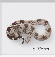 Boa Reptiles for sale in Oxford, Connecticut. price: $350