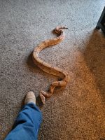 Boa constrictor Reptiles for sale in Wheat Ridge, CO, USA. price: NA