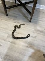 Boa constrictor Reptiles for sale in New Orleans, LA, USA. price: NA