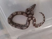 Boa constrictor Reptiles for sale in Tampa, FL, USA. price: NA