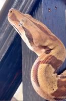Boa constrictor Reptiles for sale in Miller Place, NY 11764, USA. price: NA