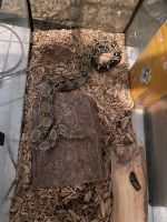 Boa constrictor Reptiles for sale in Coolidge, AZ, USA. price: NA