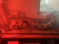 Boa constrictor Reptiles for sale in Southern Indiana, IN, USA. price: NA