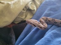 Boa constrictor Reptiles for sale in West Hartford, CT, USA. price: NA
