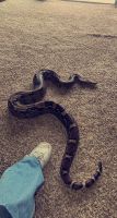 Boa constrictor Reptiles for sale in Aliquippa, PA 15001, USA. price: NA