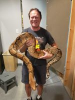 Boa constrictor Reptiles for sale in Panama City, FL, USA. price: NA