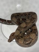Boa constrictor Reptiles Photos
