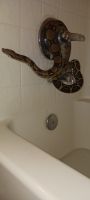 Boa constrictor Reptiles for sale in Barstow, CA 92311, USA. price: NA