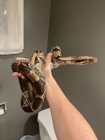 Boa constrictor Reptiles for sale in New Palestine, Indiana. price: $100