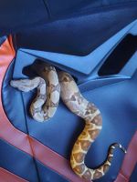 Boa constrictor Reptiles for sale in Seal Beach, California. price: $300