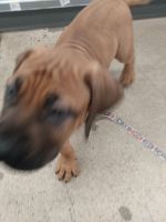 Boerboel Puppies for sale in 46 4th St E, St Paul, MN 55101, USA. price: NA