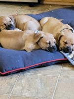 Boerboel Puppies for sale in Clayton, NC 27520, USA. price: NA