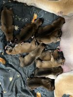 Boerboel Puppies for sale in Puyallup, WA, USA. price: NA