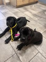 Boerboel Puppies for sale in Bradenton, FL, USA. price: NA