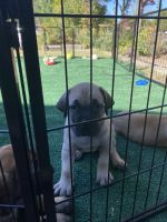 Boerboel Puppies for sale in Stockton, CA 95207, USA. price: NA