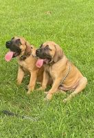Boerboel Puppies for sale in Greensboro, NC, USA. price: NA