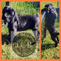 Boerboel Puppies for sale in Bulls Gap, TN 37711, USA. price: NA