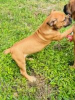 Boerboel Puppies for sale in Hollywood, FL, USA. price: NA