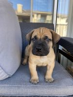 Boerboel Puppies for sale in Brentwood, CA 94513, USA. price: NA