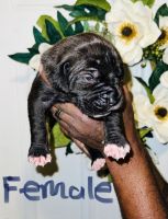 Boerboel Puppies for sale in Kissimmee, FL 34759, USA. price: NA