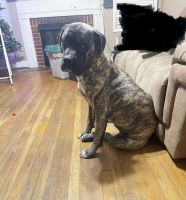 Boerboel Puppies for sale in High Point, NC 27263, USA. price: NA