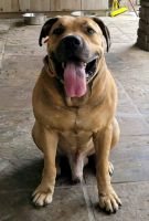 Boerboel Puppies for sale in Citra, FL 32113, USA. price: NA