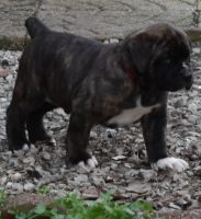 Boerboel Puppies for sale in Durham County, NC, USA. price: NA