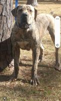 Boerboel Puppies for sale in Albany, GA, USA. price: NA