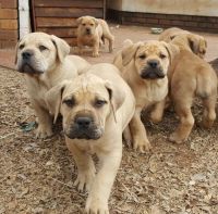 Boerboel Puppies for sale in Ludlow, MA 01056, USA. price: NA