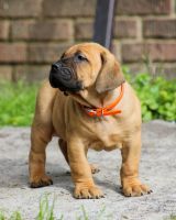 Boerboel Puppies for sale in New Orleans, LA, USA. price: $2,200