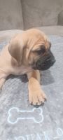 Boerboel Puppies for sale in Waldorf, MD, USA. price: $3,700