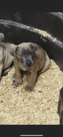 Boerboel Puppies for sale in Little Rock, AR, USA. price: $850
