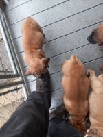 Boerboel Puppies for sale in Philadelphia, PA, USA. price: $2,500