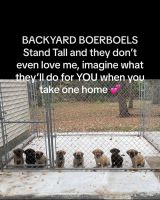 Boerboel Puppies for sale in Taunton, MA, USA. price: $2,700
