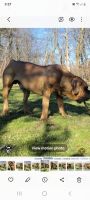 Boerboel Puppies for sale in Chicago, Illinois. price: $4,000