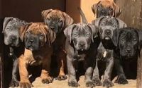 Boerboel Puppies for sale in Surat, Gujarat, India. price: 80000 INR