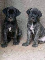 Boerboel Puppies for sale in Tambaram, Chennai, Tamil Nadu, India. price: 80000 INR