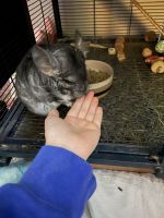 Bolivian Chinchilla Rat Rodents for sale in Beech Grove, Indiana. price: $1,200