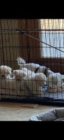 Bolognese Puppies Photos