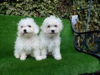 Bolognese Puppies for sale in El Paso, TX, USA. price: NA