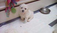 Bolognese Puppies for sale in Erie, PA, USA. price: NA