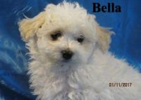 Bolognese Puppies for sale in Virginia Beach, VA, USA. price: NA