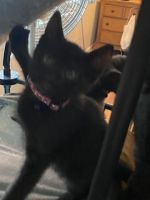 Bombay Cats for sale in New Concord, OH 43762, USA. price: NA