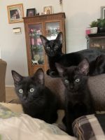Bombay Cats for sale in Clackamas, OR, USA. price: NA