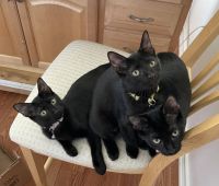 Bombay Cats for sale in Zephyrhills, FL, USA. price: NA