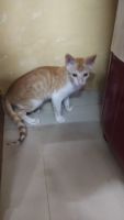 Bombay Cats for sale in Sector 6, New Panvel East, Panvel, Navi Mumbai, Maharashtra 410206, India. price: 1 INR